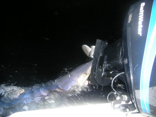 Hungry Longfin Mako