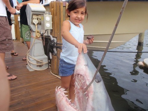 400lb Shortfin Mako