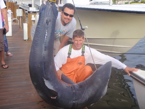 400lb Shortfin Mako