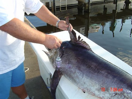 59" Sword caught with Purple Electralume