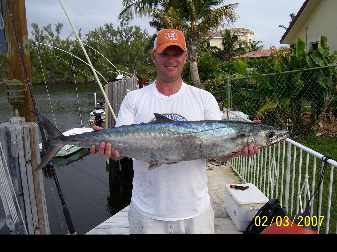 Scott's Kingfish